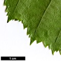 SpeciesSub: var. mandshurica